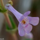 Penstemon thurberi_8476