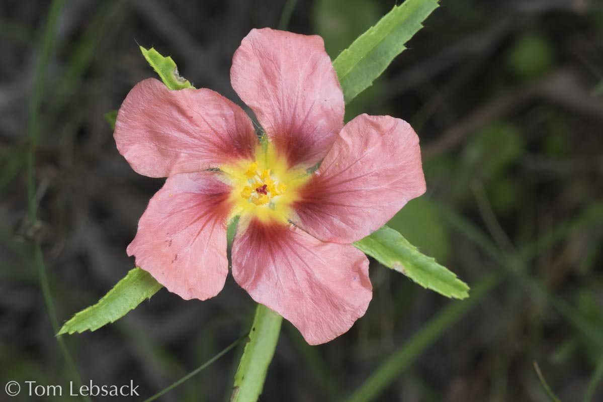 2019 03-26%2016-20-17%20%28A,Radius8,Smoothing4%2911-2-2-Edit-Edit