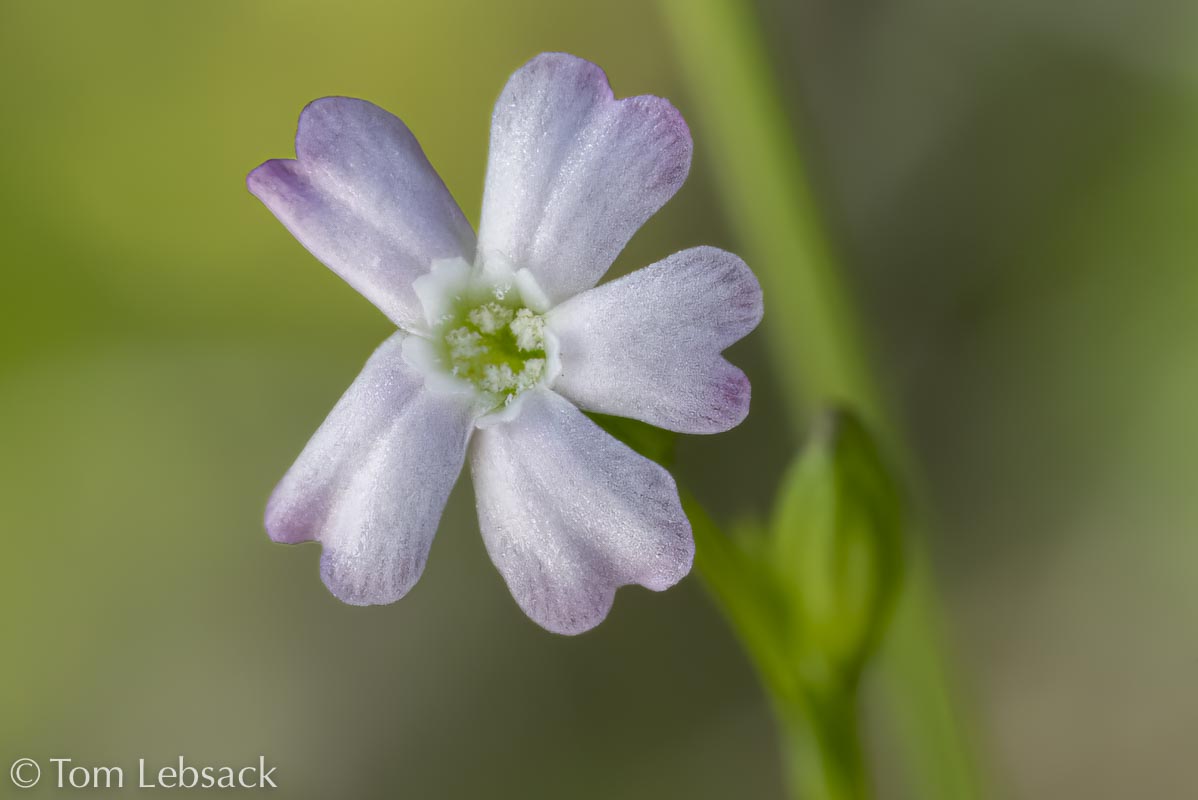 2017 05-16%2016-47-14%20%28A,Radius8,Smoothing4%299-2