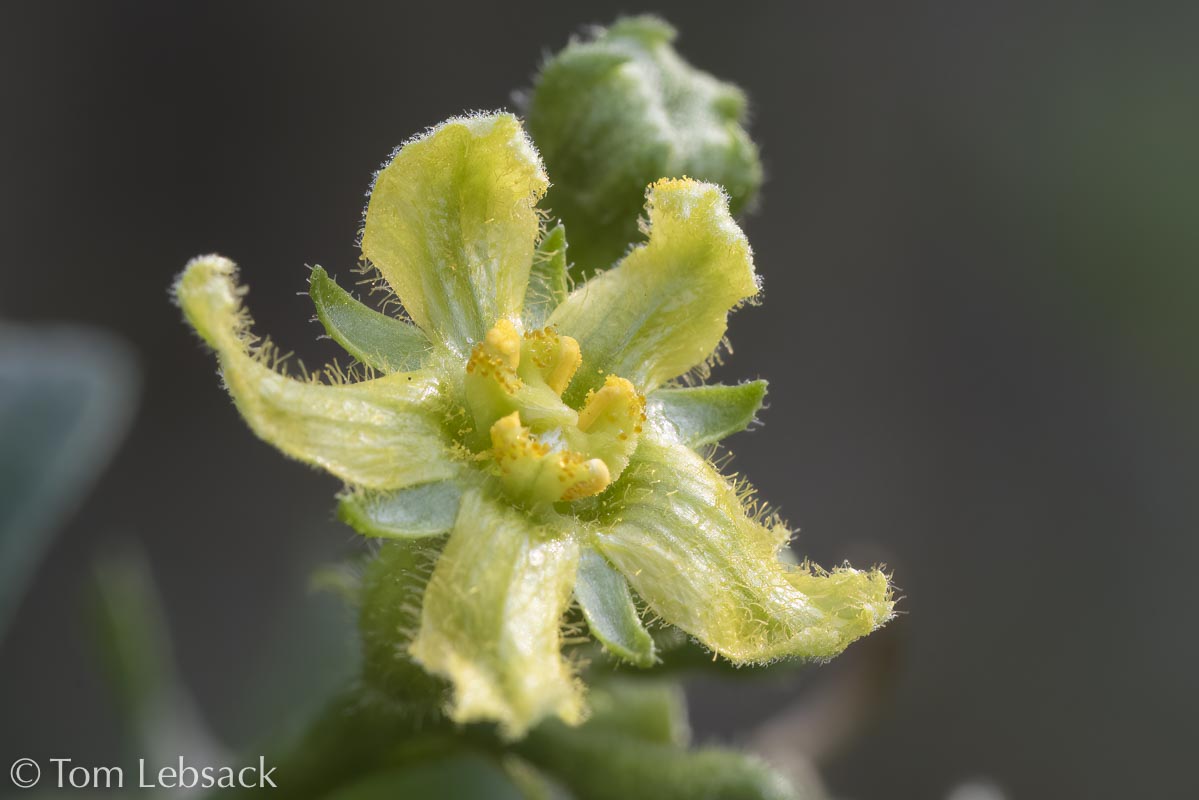 2017 05-16%2016-47-14%20%28A,Radius8,Smoothing4%299-2