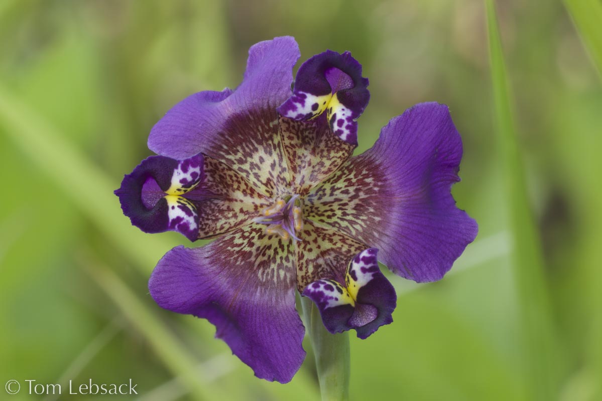 2017 05-16%2016-47-14%20%28A,Radius8,Smoothing4%299-2