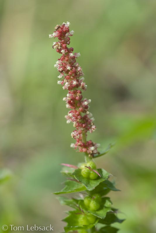 Acalypha phleoides