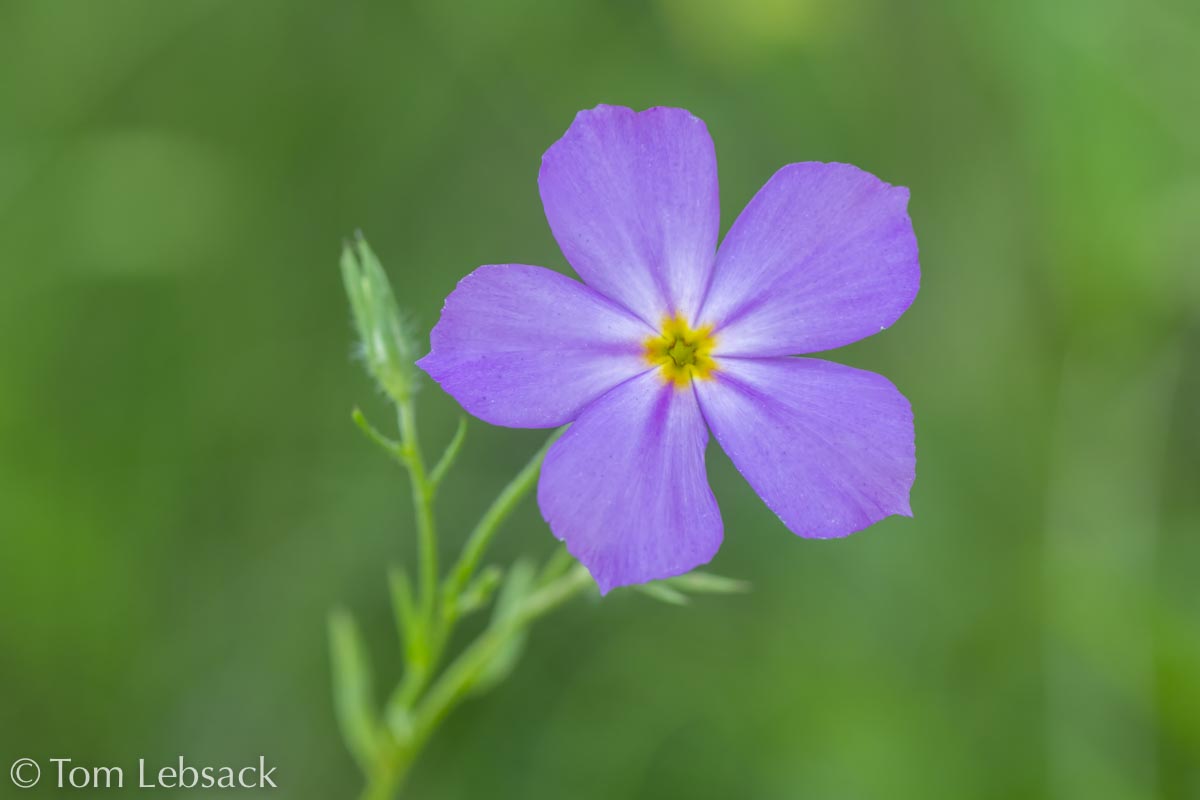 D81_6660%20Small