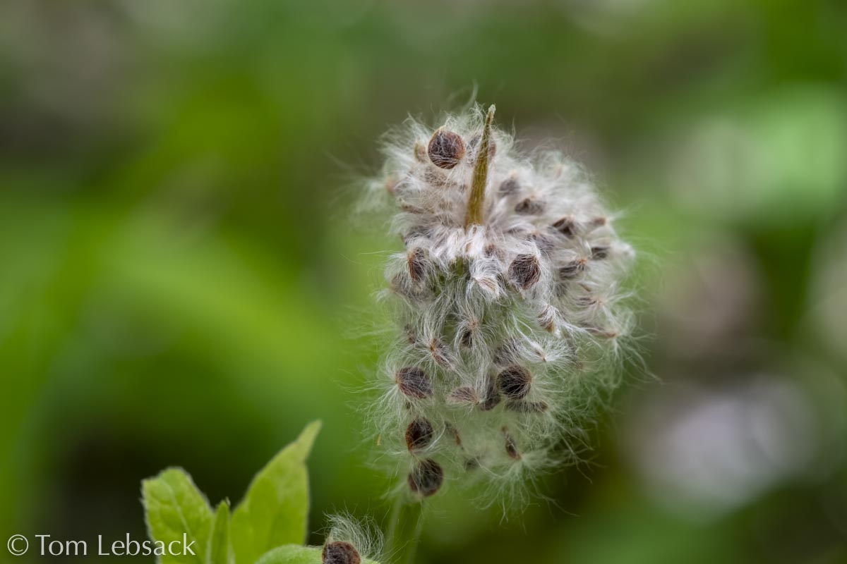 D81_6660%20Small