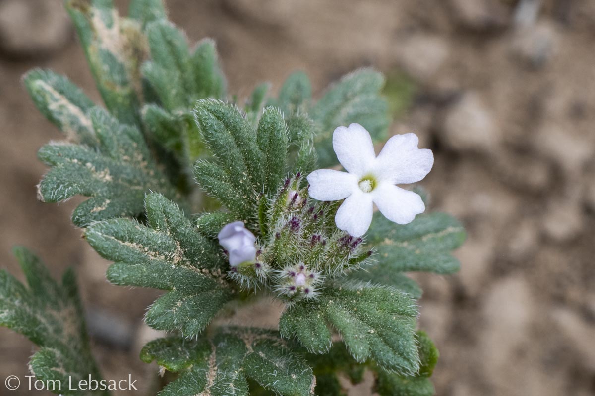 2020 11-13%2007-23-26%20%28B,Radius8,Smoothing4%2914-2-Edit