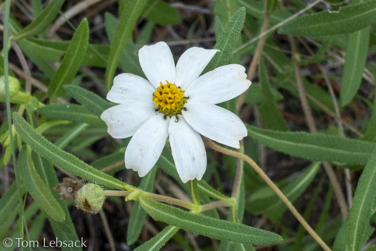 D81_6660%20Small