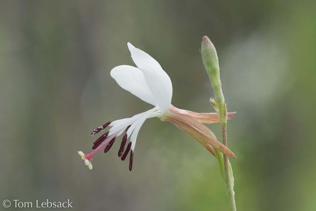 2017 05-16%2016-47-14%20%28A,Radius8,Smoothing4%299-2