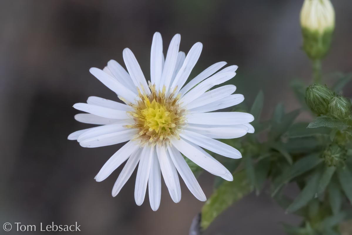 2020 11-13%2007-23-26%20%28B,Radius8,Smoothing4%2914-2-Edit