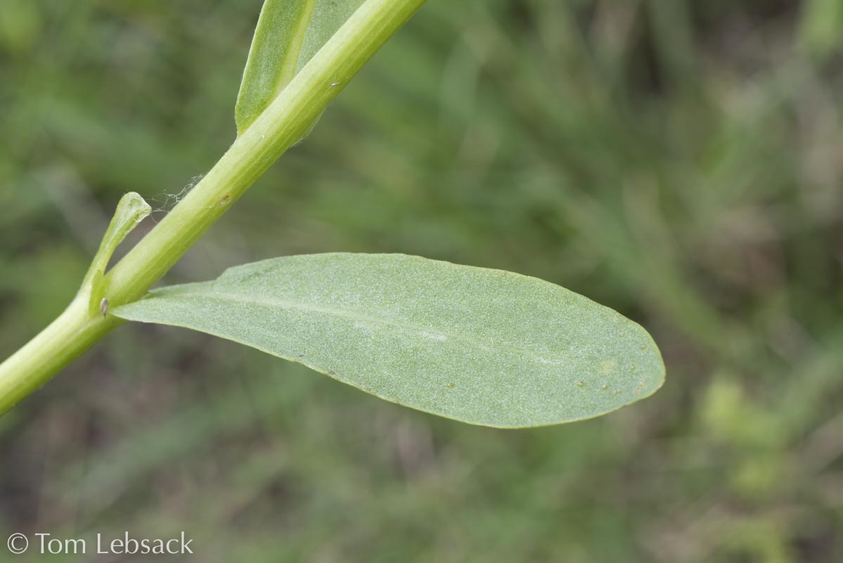 Senecio ampullaceus