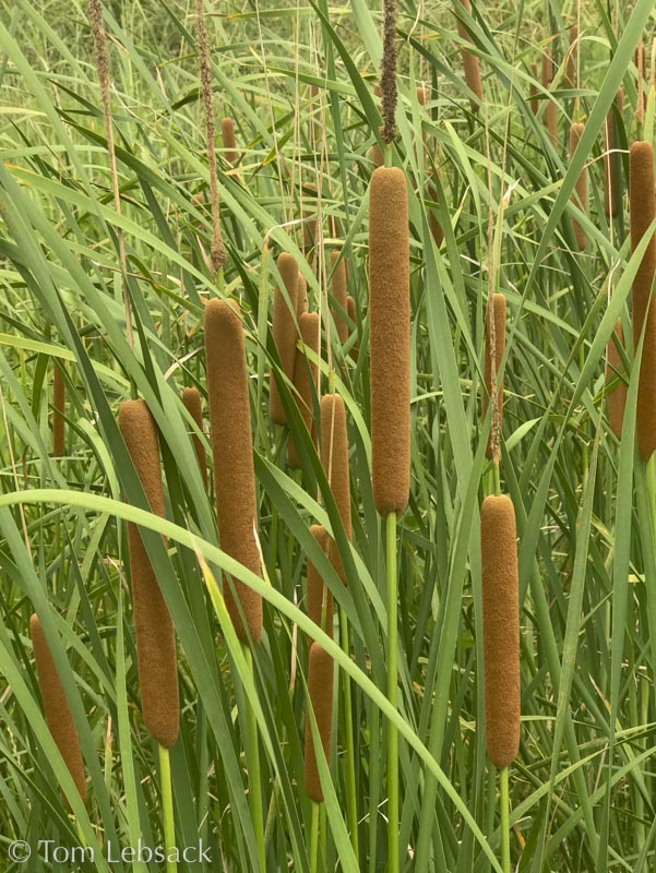 Typha domingensis