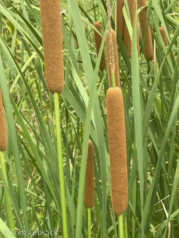 Typha domingensis